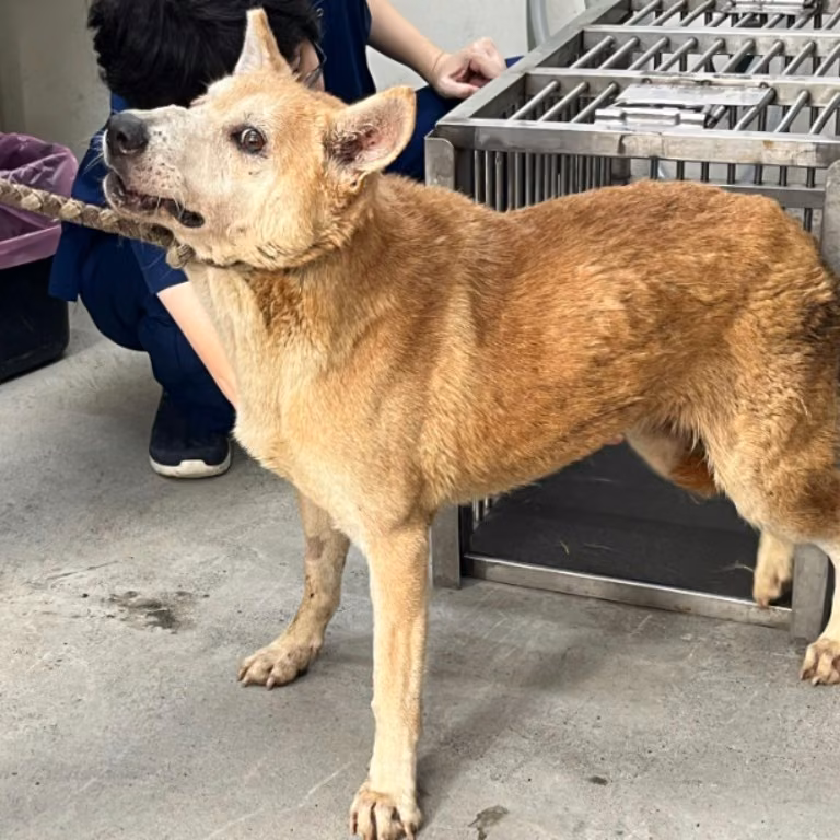 The dog, from the shelter's listing