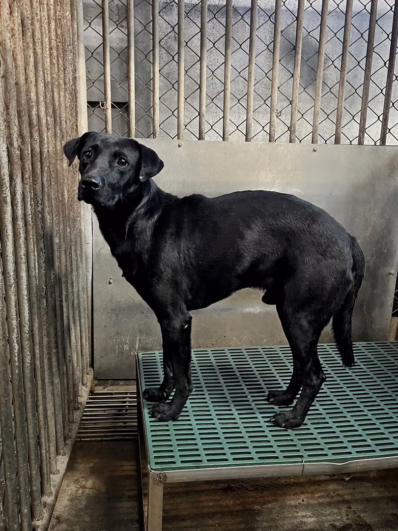 The dog, from the shelter's listing