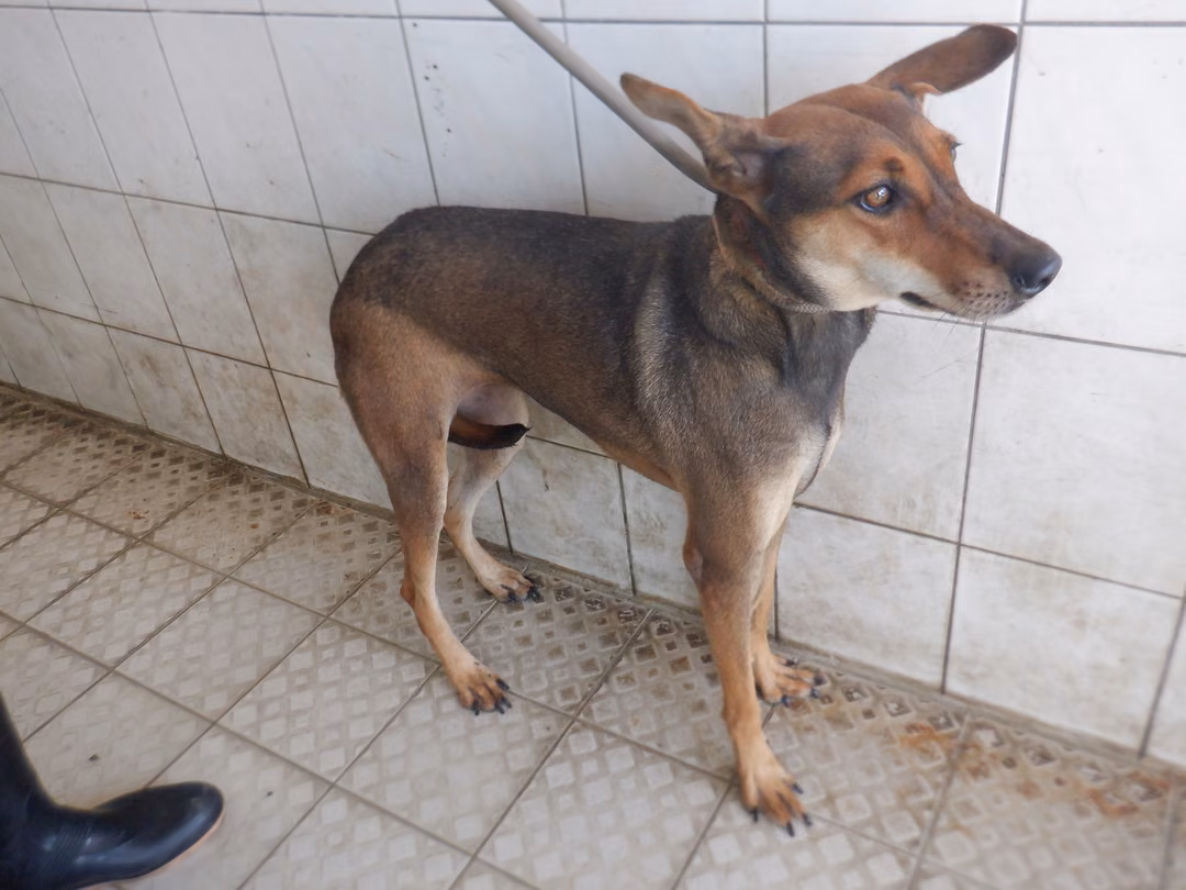 The dog, from the shelter's listing