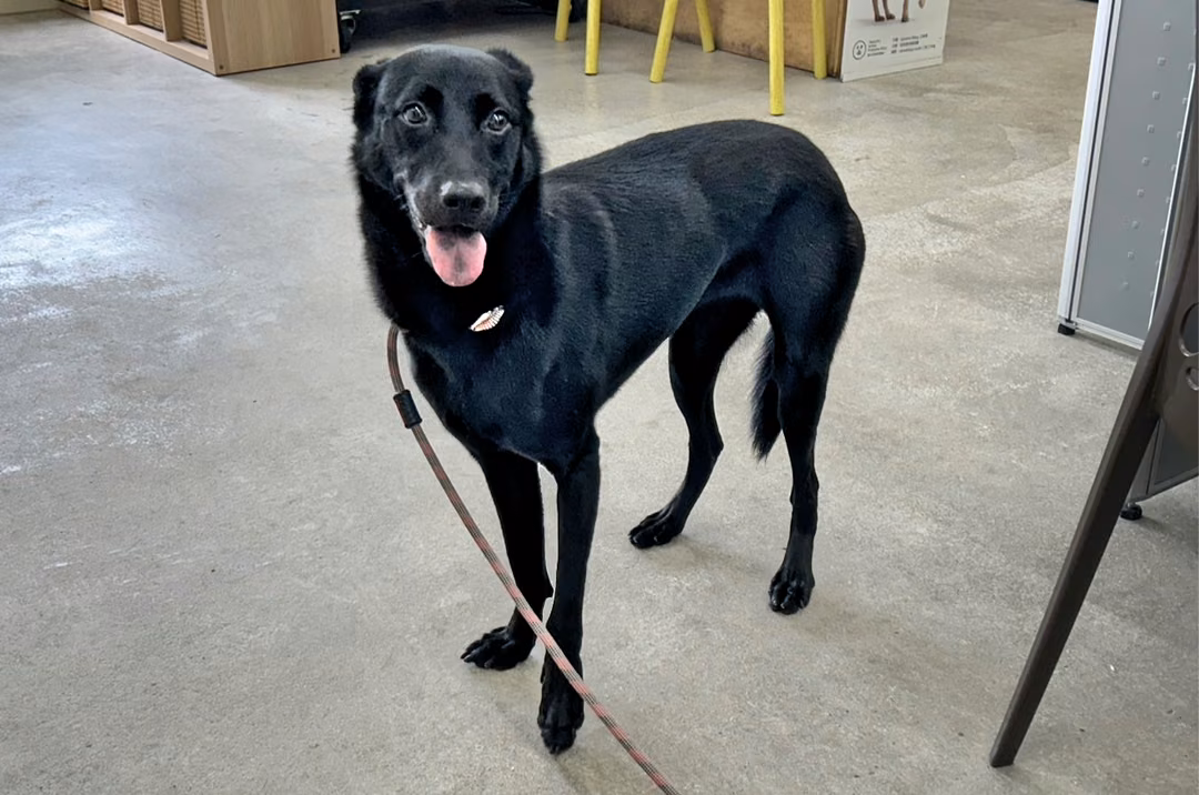 The dog, from the shelter's listing