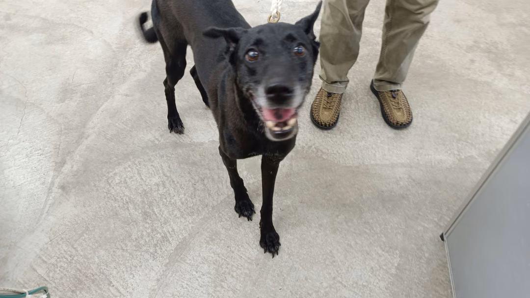 The dog, from the shelter's listing