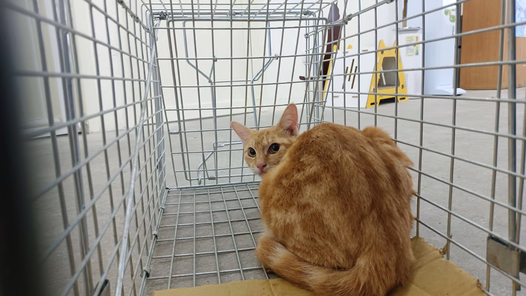 The cat, from the shelter's listing