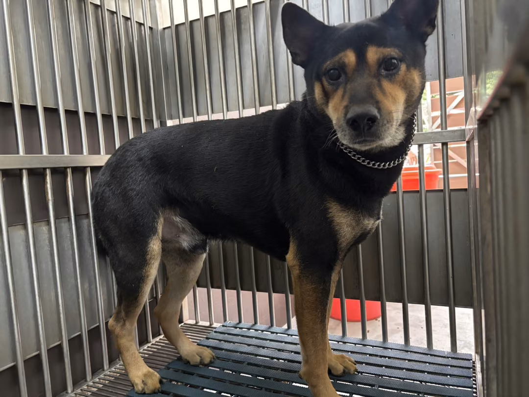 The dog, from the shelter's listing
