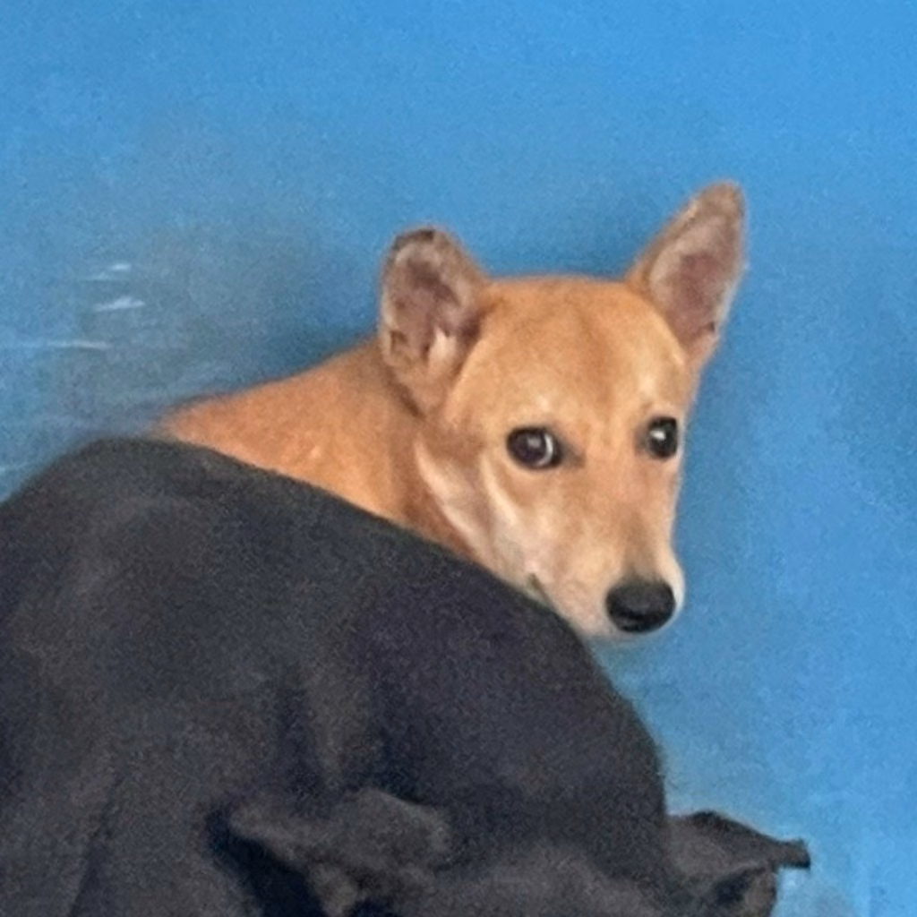 The dog, from the shelter's listing
