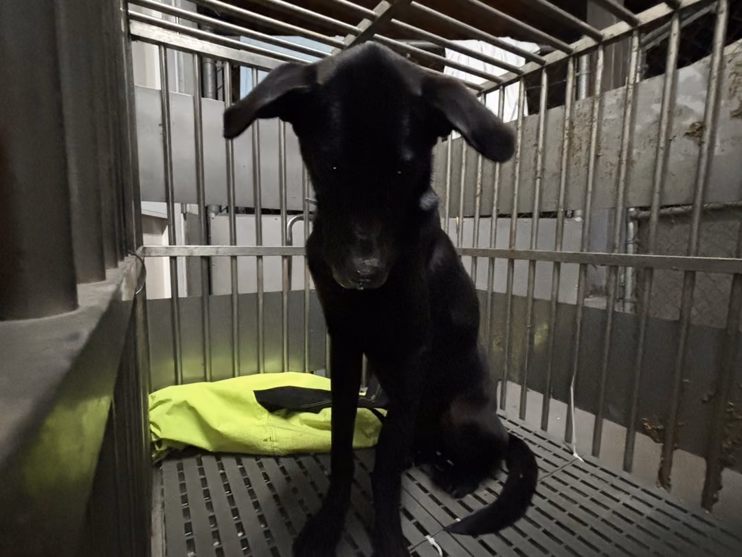 The dog, from the shelter's listing