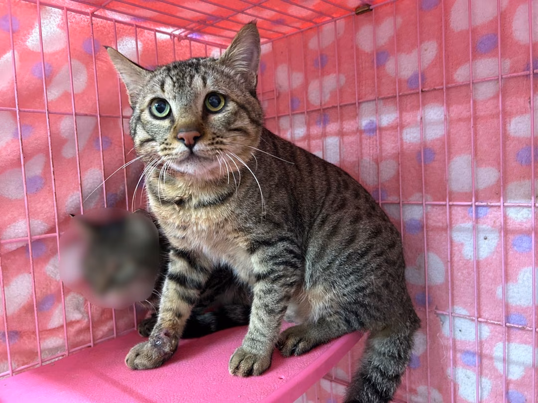 The cat, from the shelter's listing
