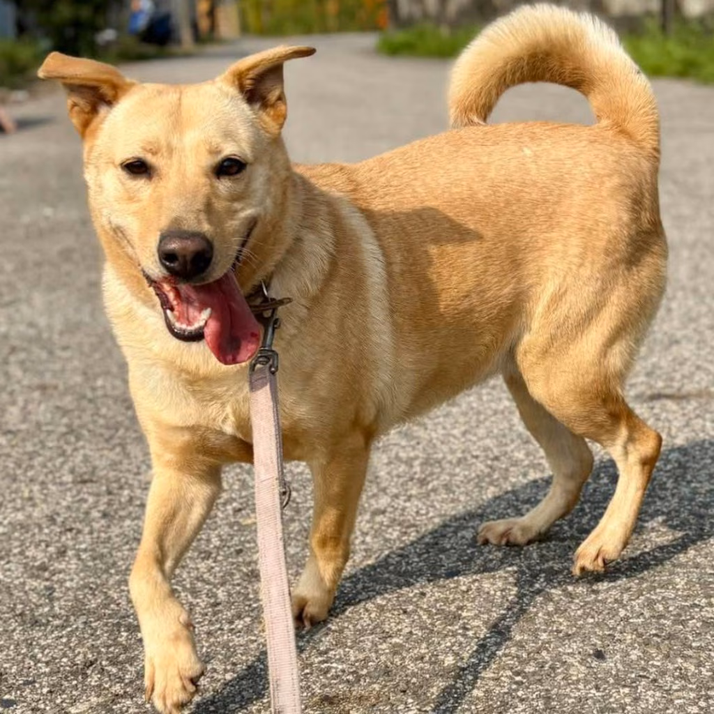 The dog, from the shelter's listing