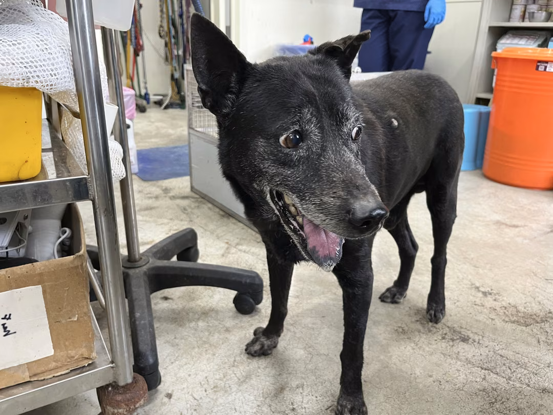 The dog, from the shelter's listing