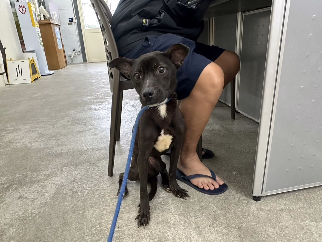 The dog, from the shelter's listing