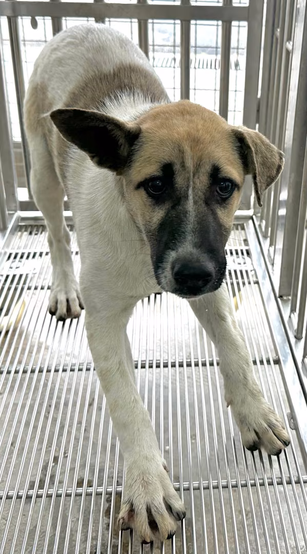 The dog, from the shelter's listing