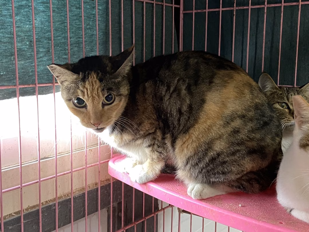 The cat, from the shelter's listing