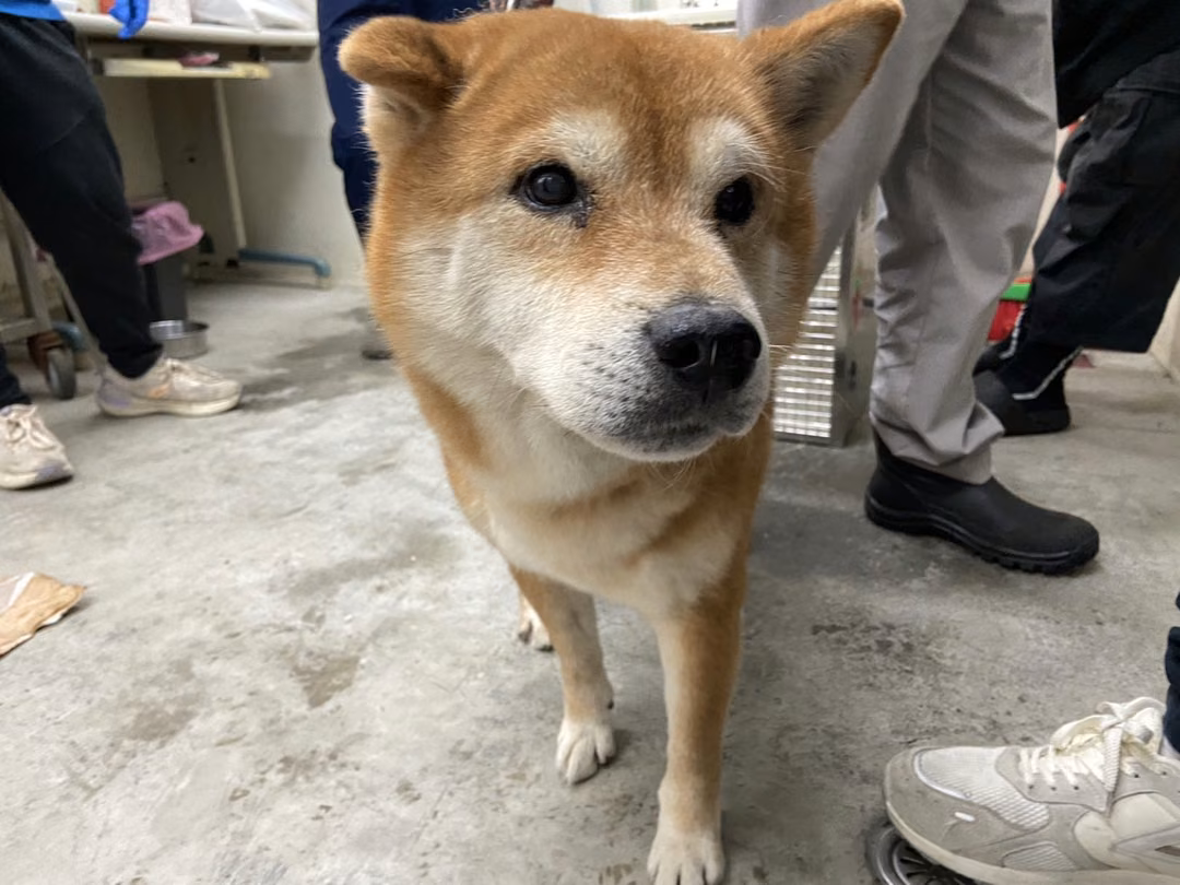 The dog, from the shelter's listing
