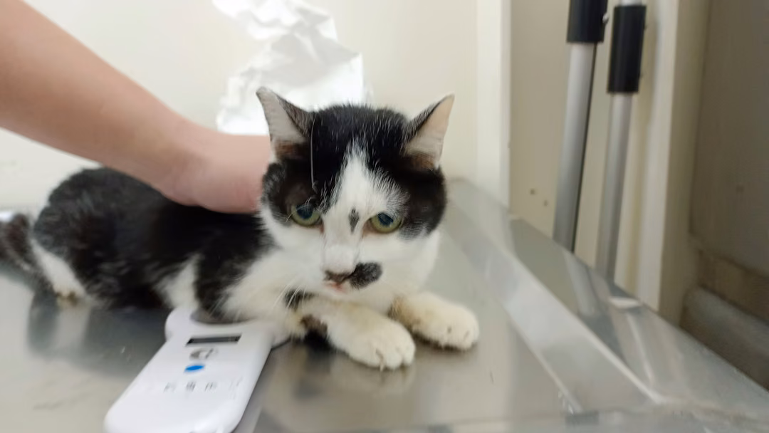 The cat, from the shelter's listing