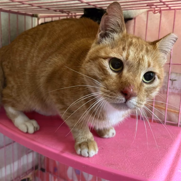 The cat, from the shelter's listing