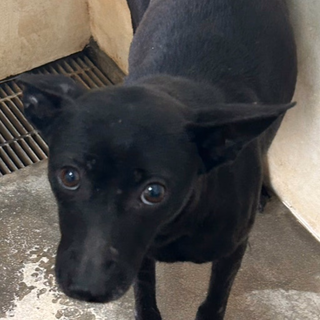 The dog, from the shelter's listing