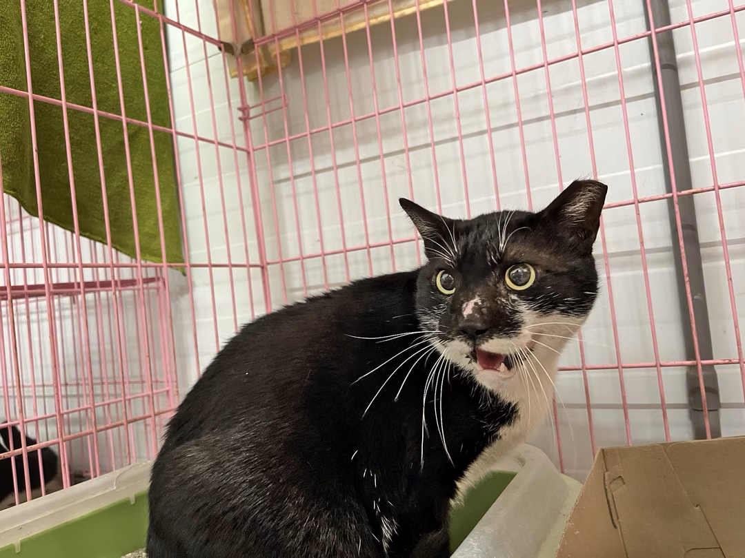 The cat, from the shelter's listing
