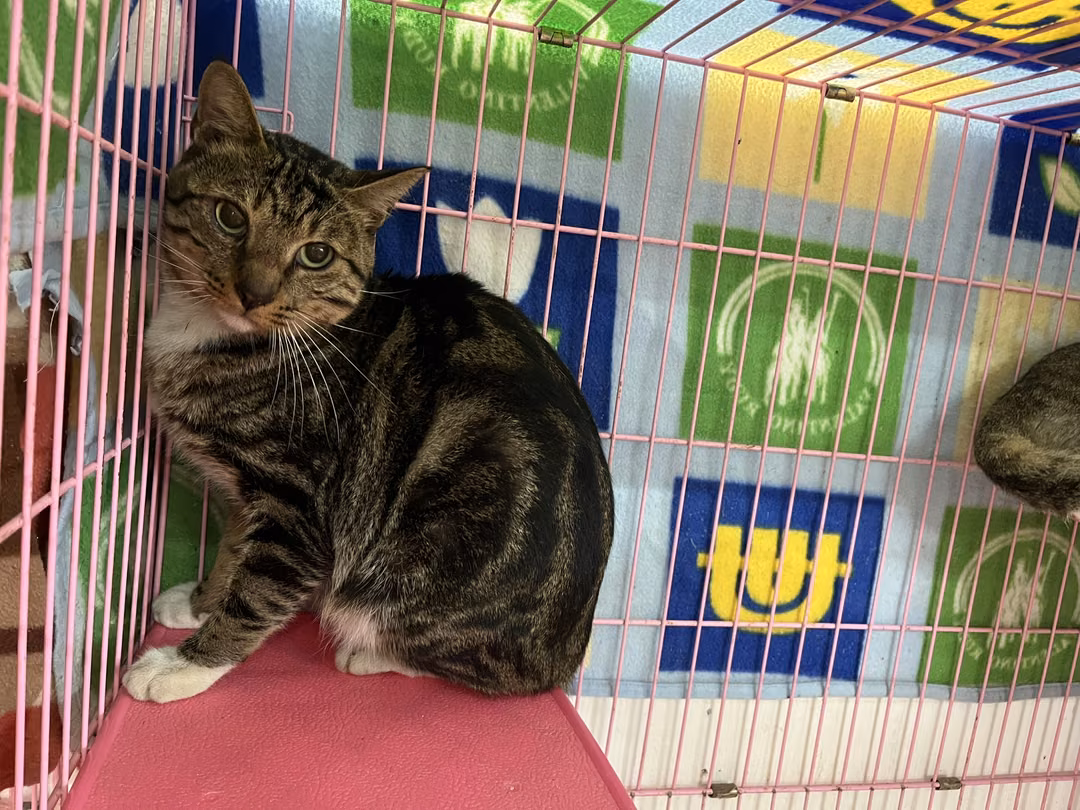 The cat, from the shelter's listing