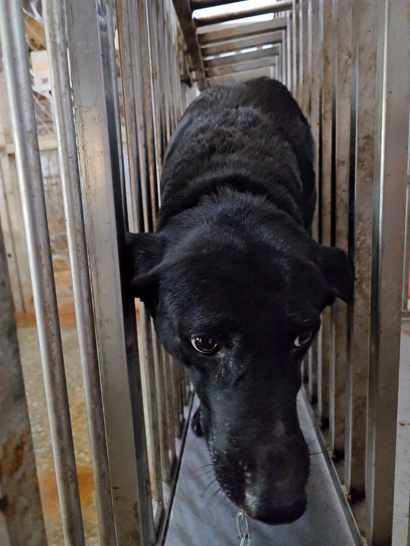 The dog, from the shelter's listing
