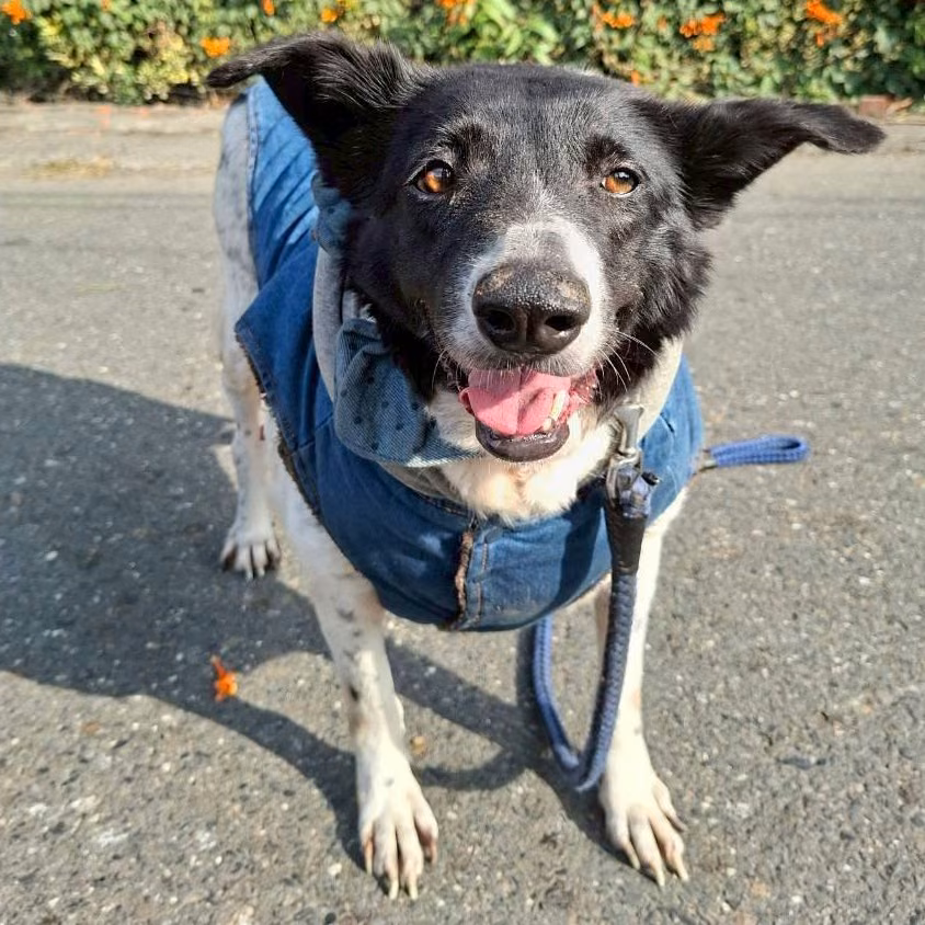 The dog, from the shelter's listing