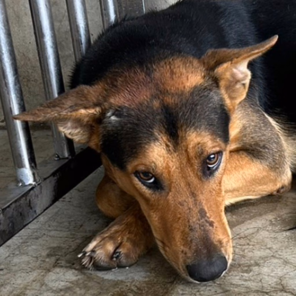The dog, from the shelter's listing