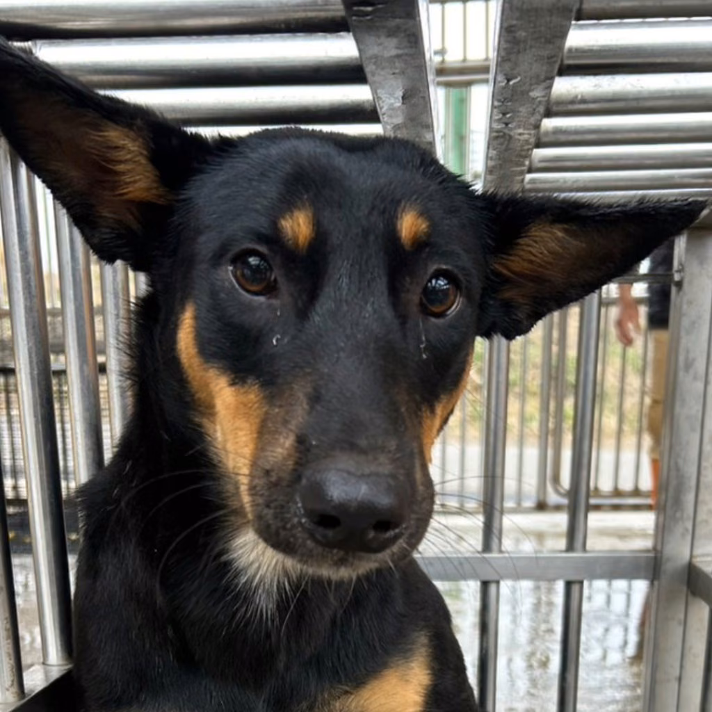 The dog, from the shelter's listing