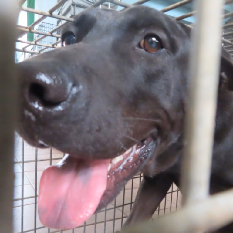 The dog, from the shelter's listing