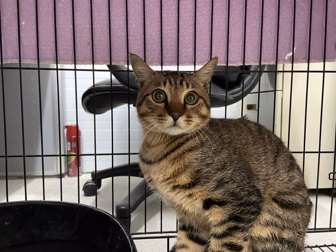 The cat, from the shelter's listing