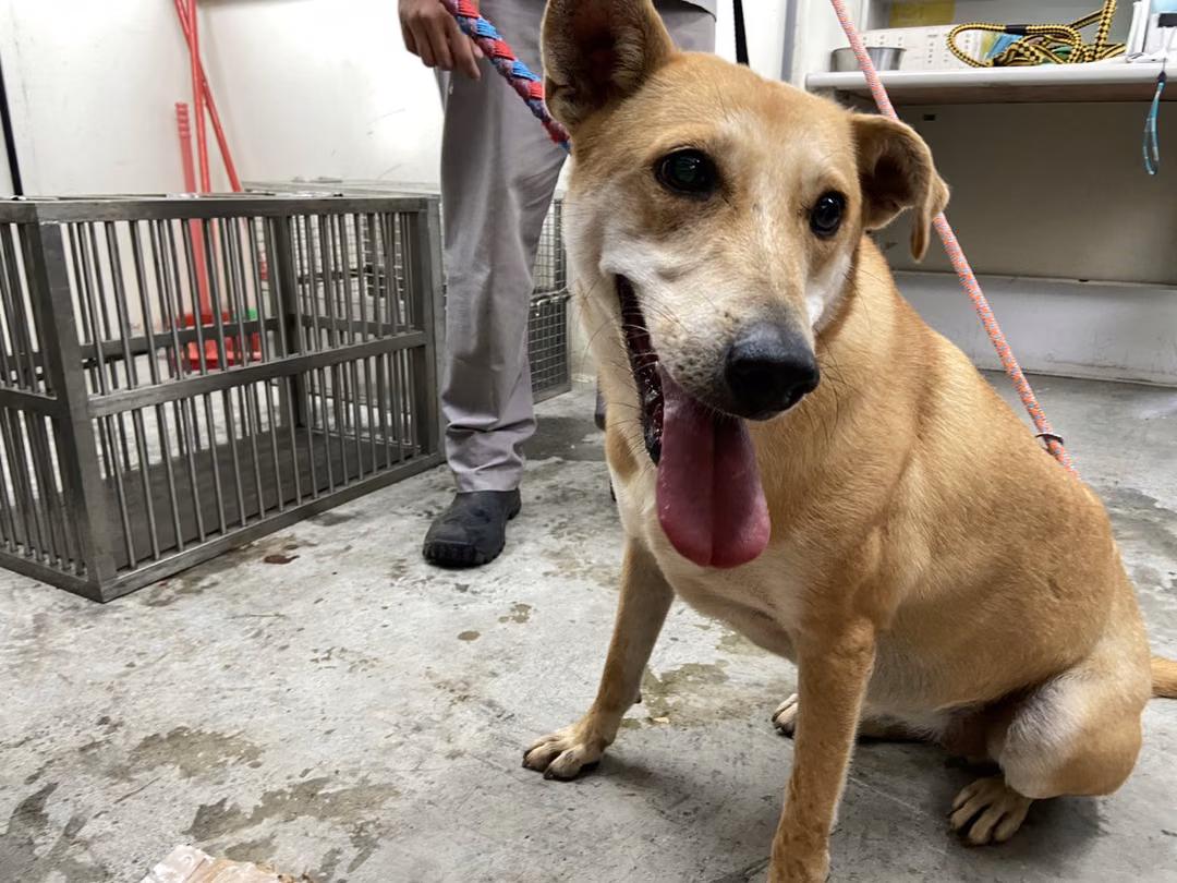 The dog, from the shelter's listing