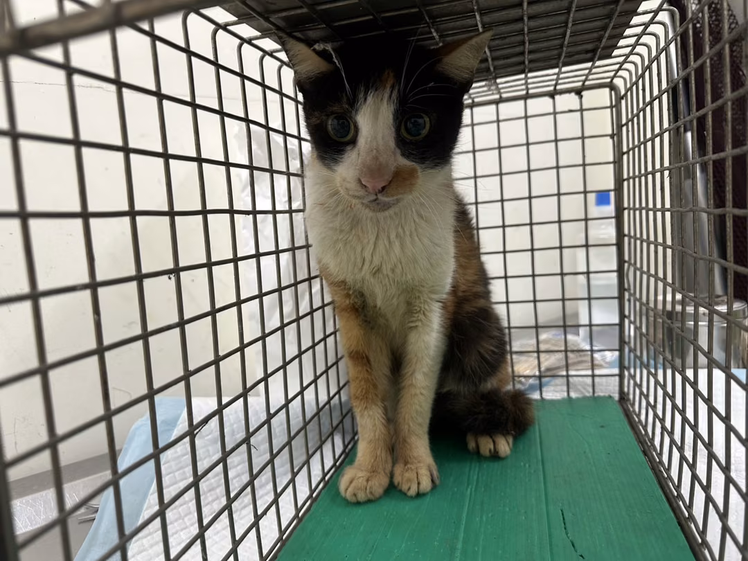 The cat, from the shelter's listing