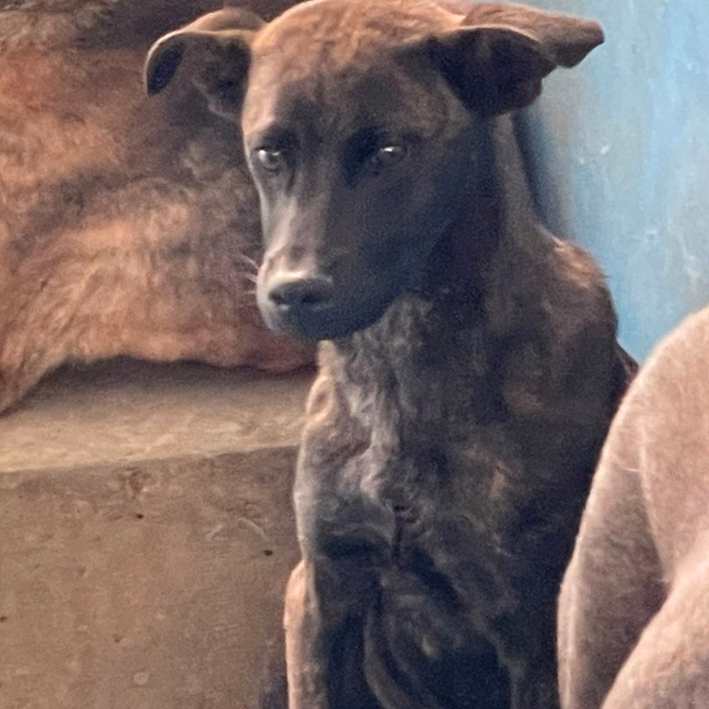 The dog, from the shelter's listing