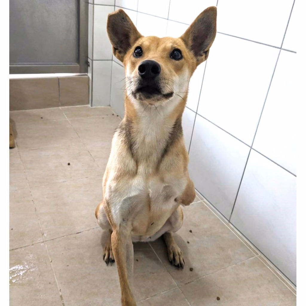 The dog, from the shelter's listing