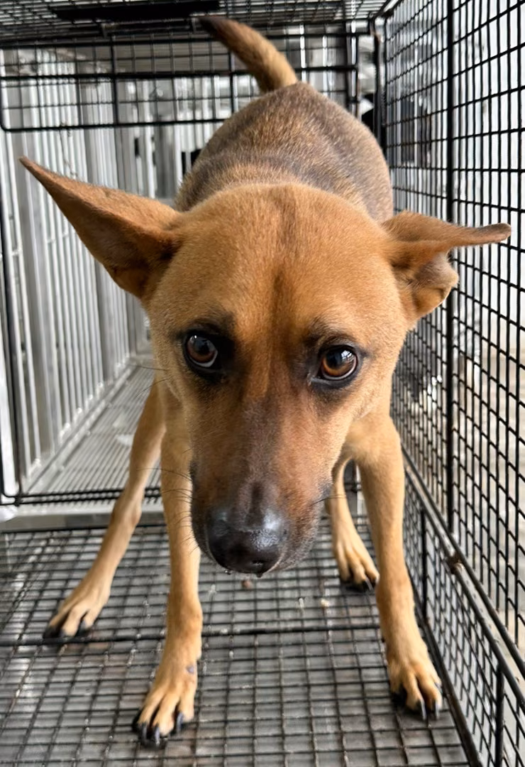 The dog, from the shelter's listing