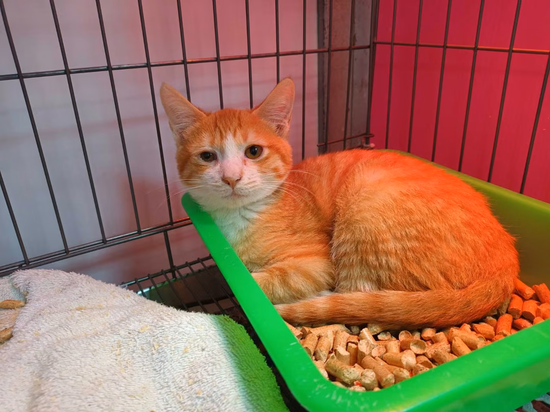 The cat, from the shelter's listing