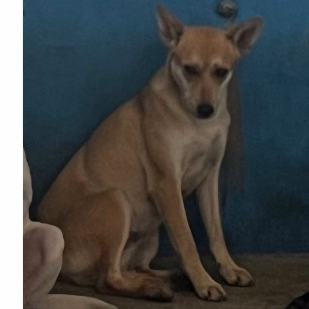 The dog, from the shelter's listing