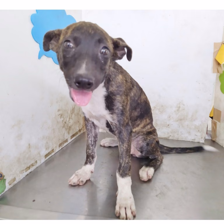 The dog, from the shelter's listing