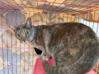 The cat, from the shelter's listing