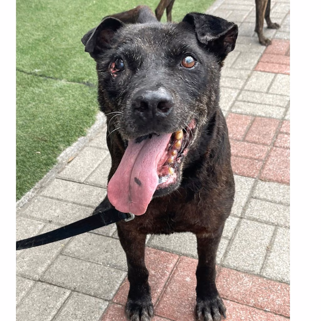 The dog, from the shelter's listing