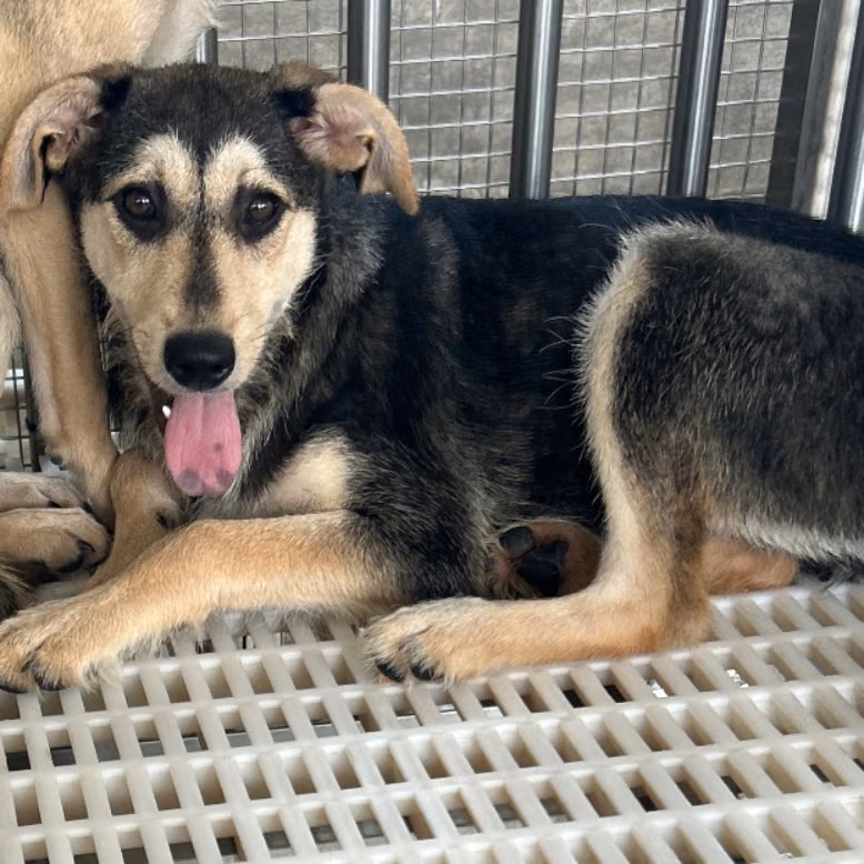 The dog, from the shelter's listing