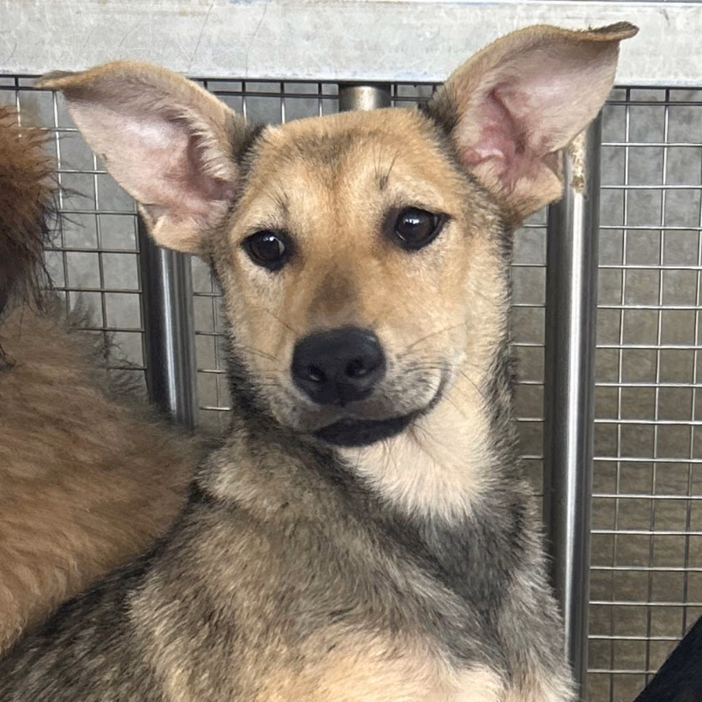 The dog, from the shelter's listing