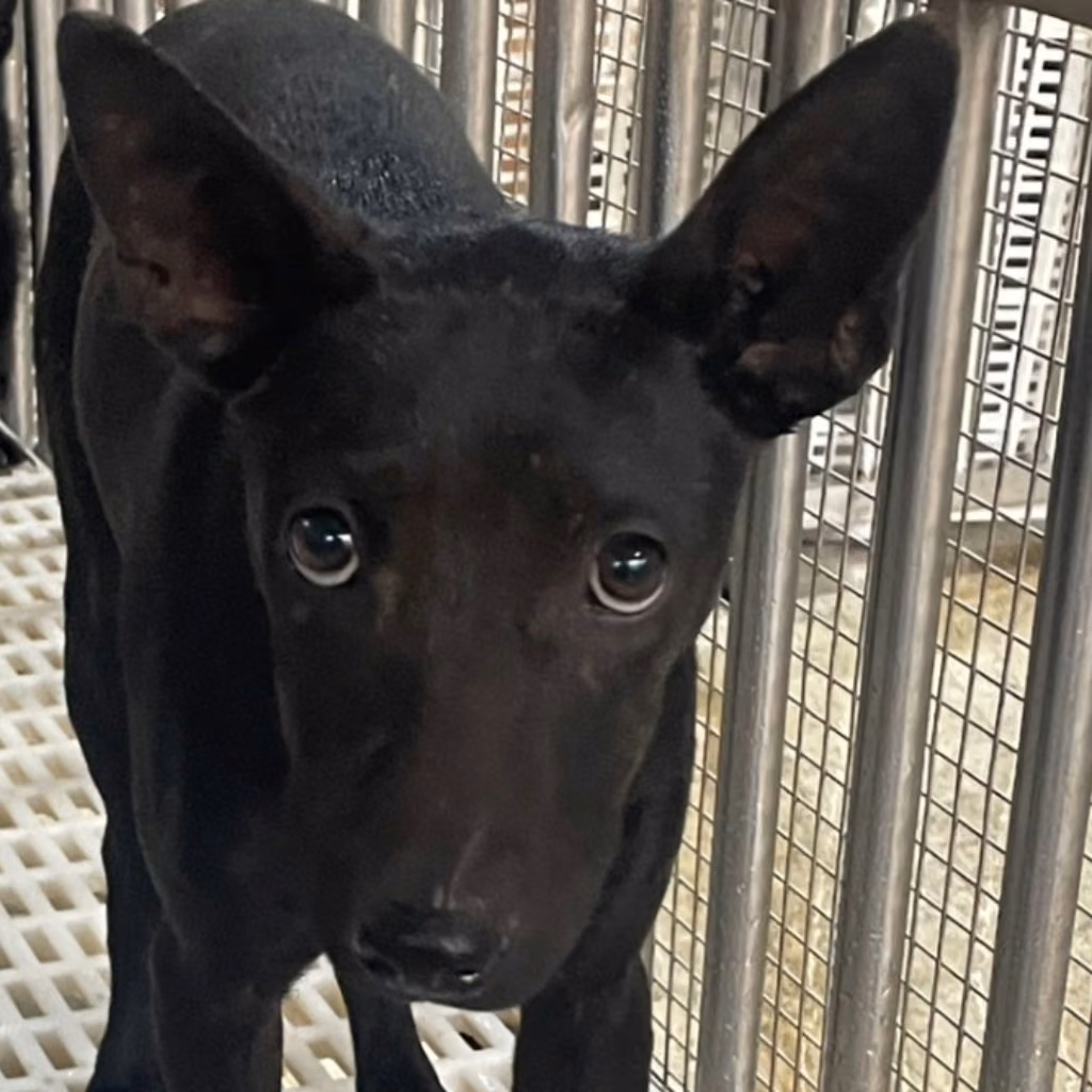 The dog, from the shelter's listing