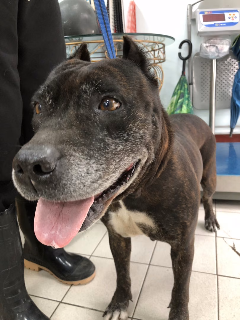 The dog, from the shelter's listing