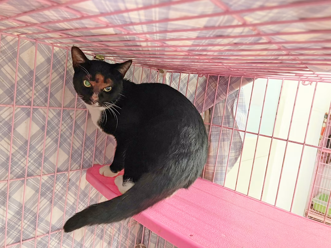 The cat, from the shelter's listing
