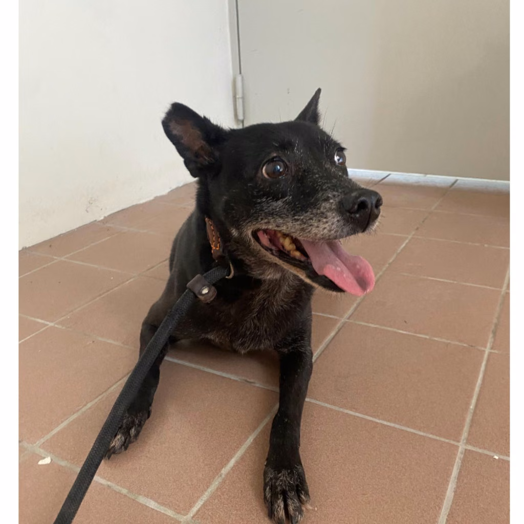 The dog, from the shelter's listing