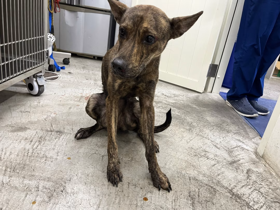 The dog, from the shelter's listing