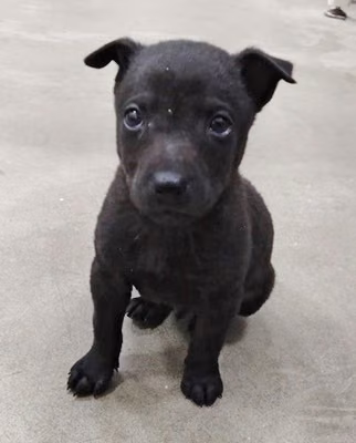 The dog, from the shelter's listing
