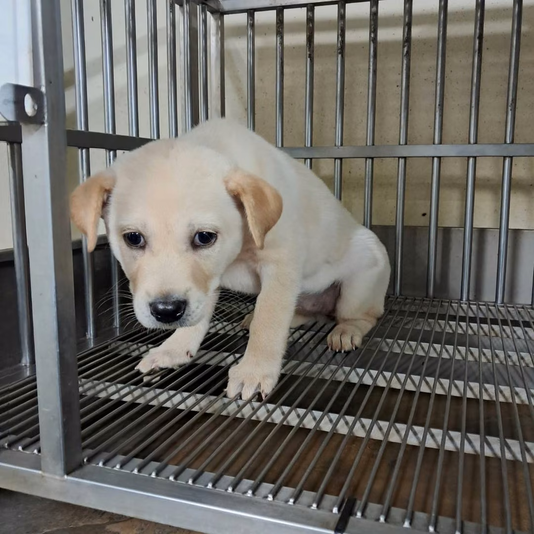 The dog, from the shelter's listing