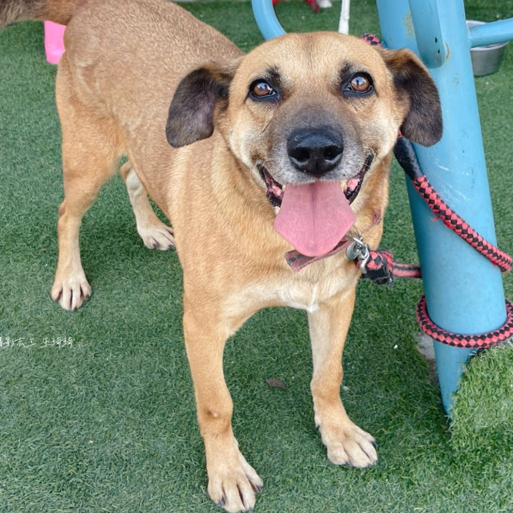 The dog, from the shelter's listing