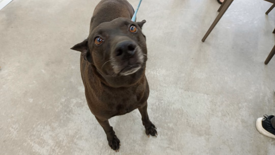 The dog, from the shelter's listing