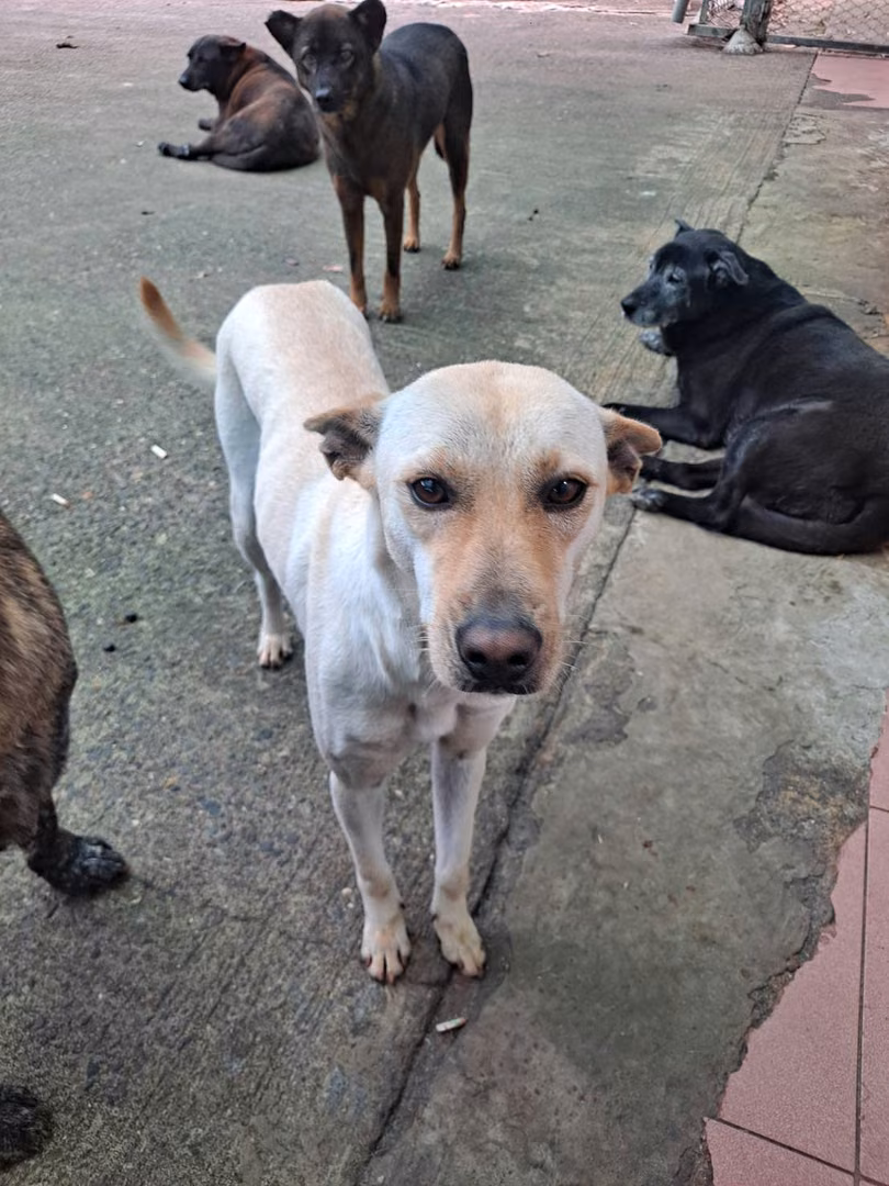 The dog, from the shelter's listing