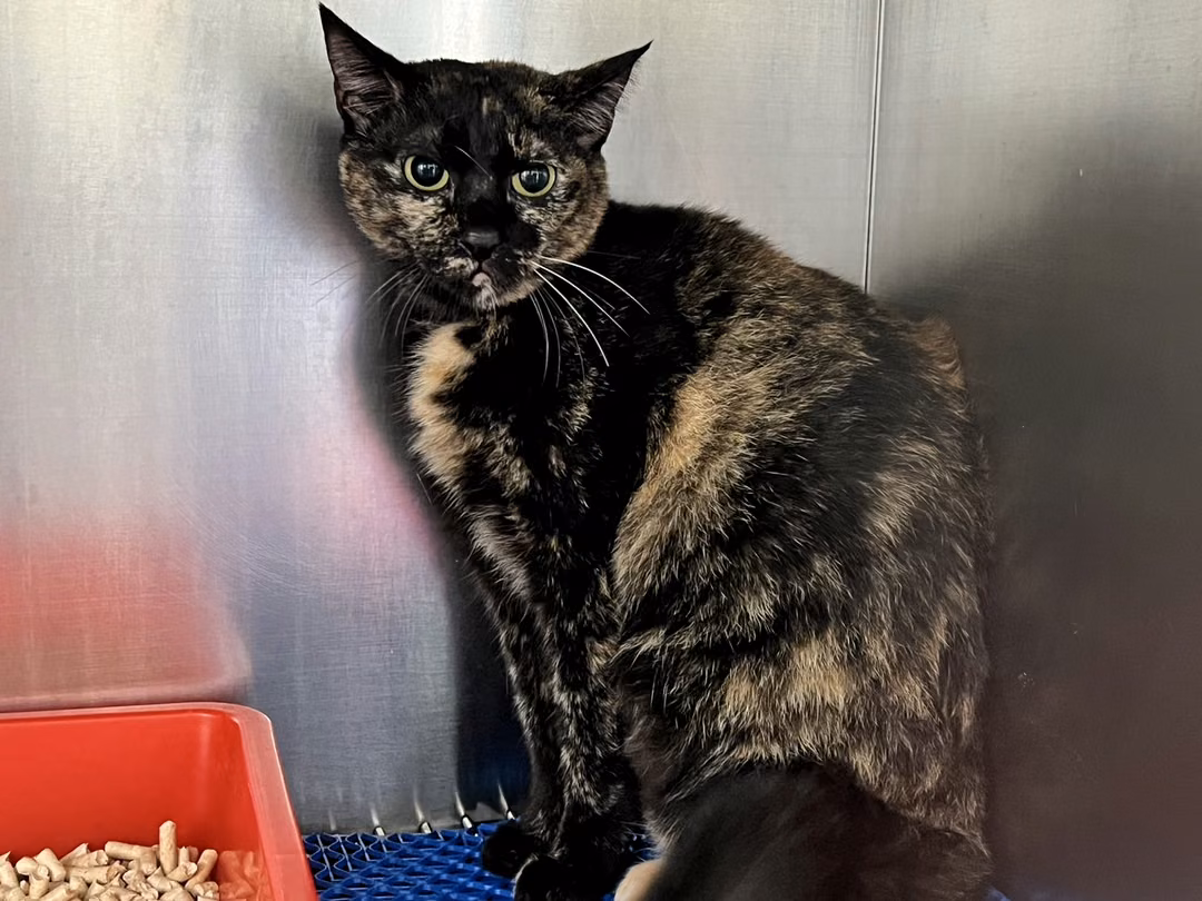 The cat, from the shelter's listing